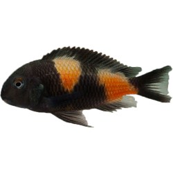 Tropheus Bulu Point